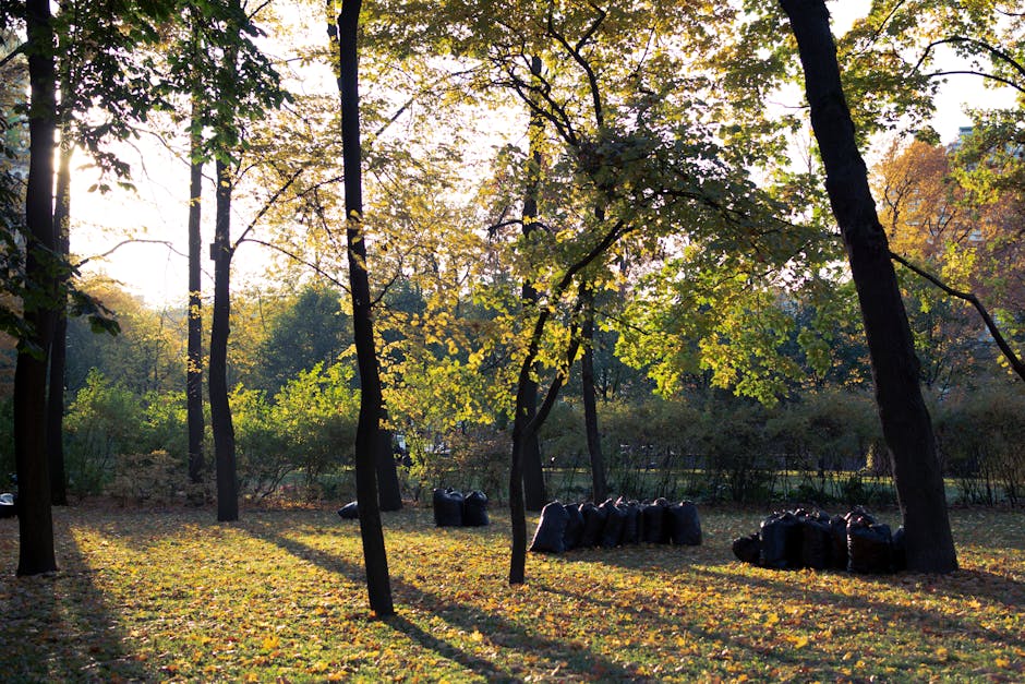 A park scene with tall deciduous trees casting long shadows on a grassy area, where black garbage bags are neatly arranged on the ground, illuminated by soft sunlight filtering through the green and yellow leaves. The background features additional trees and shrubbery, creating a peaceful outdoor environment, characteristic of natural surface maintenance and outdoor cleaning efforts by Finsbury Park Carpet Cleaning, as indicated on the company’s webpage about avoiding hidden cleaning charges in quotes for the Finsbury Park area.